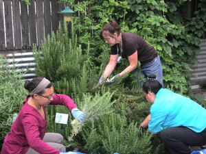 Harvesting Rosemary at ACHS